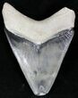 Calico - Bone Valley Megalodon Tooth #22145-2